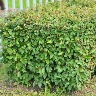 Кизильник блестящий в Орле