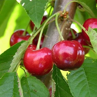 Черешня 15-26-5  Черешня 15-26-5 в Орле