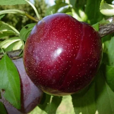 ШАРАФУГА  ШАРАФУГА в Орле