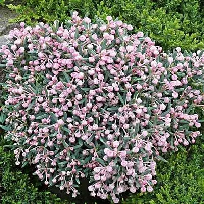 Андромеда БЛЮ АЙС многолистная  Андромеда БЛЮ АЙС многолистная в Орле