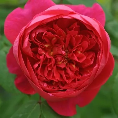 Саженцы роз БЕНДЖАМИН БРИТТЕН шраб  Саженцы роз БЕНДЖАМИН БРИТТЕН шраб в Орле