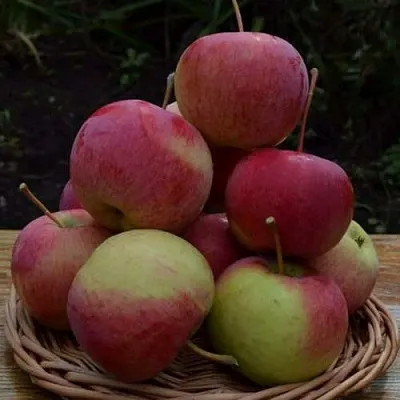 Яблоня РОДНИКОВАЯ  Яблоня РОДНИКОВАЯ в Орле