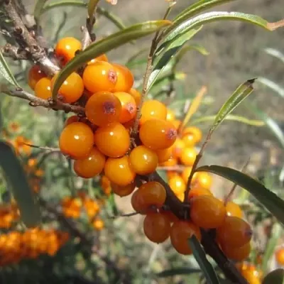 Облепиха СУДАРУШКА  Облепиха СУДАРУШКА в Орле