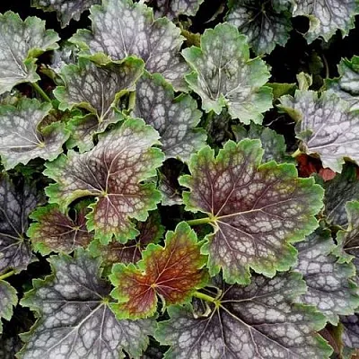 Гейхера МАРВЕЛОС МАРБЛ СИЛЬВЕР  Гейхера МАРВЕЛОС МАРБЛ СИЛЬВЕР в Орле