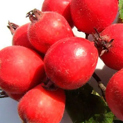 Боярышник  Боярышник в Орле