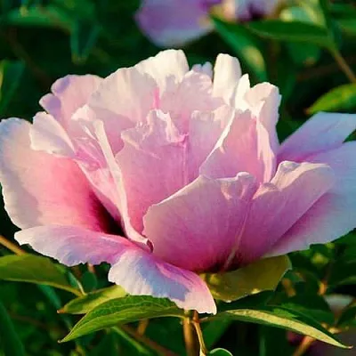 Пион ВРАТА ХРАМА древовидный   Пион ВРАТА ХРАМА древовидный  в Орле