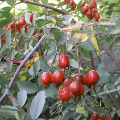 Саженцы роз сизая — описание сорта Саженцы роз сизая в Орле