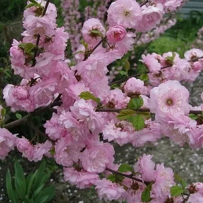 Миндаль ТРЁХЛОПАСТНЫЙ (луизеания)  Миндаль ТРЁХЛОПАСТНЫЙ (луизеания) в Орле