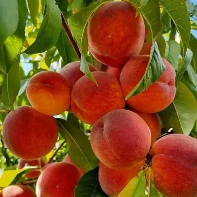 Персик ПОСОЛ МИРА  Персик ПОСОЛ МИРА в Орле