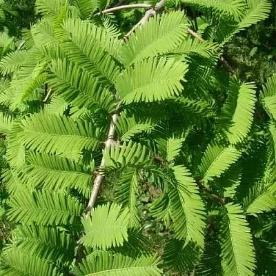 Метасеквойя  ГЛИПТОСТРОБОИДНАЯ   Метасеквойя  ГЛИПТОСТРОБОИДНАЯ  в Орле