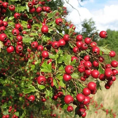 Боярышник ЗБИГНЕВ  Боярышник ЗБИГНЕВ в Орле