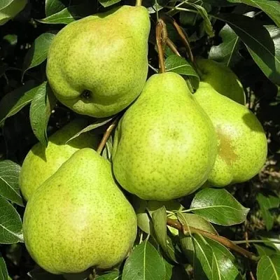 Груша АВГУСТОВСКАЯ РОСА  Груша АВГУСТОВСКАЯ РОСА в Орле