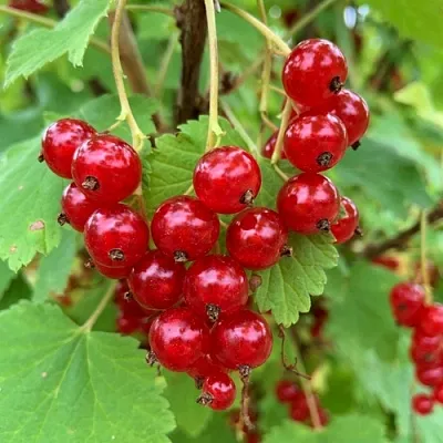 Смородина красная МААРСЕС ПРОМИНЕНТ в Орле