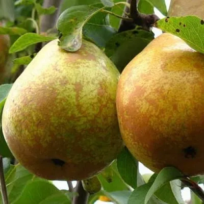 Груша БЕЛОРУСКА  Груша БЕЛОРУСКА в Орле