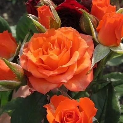 Саженцы роз АЛЕГРИЯ спрей  Саженцы роз АЛЕГРИЯ спрей в Орле