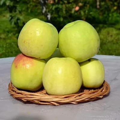 Яблоня БИРСКОЕ ГРУШЕВОЕ (БИЧИК)  Яблоня БИРСКОЕ ГРУШЕВОЕ (БИЧИК) в Орле