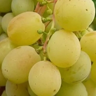 Виноград ТАЛИСМАН в Орле