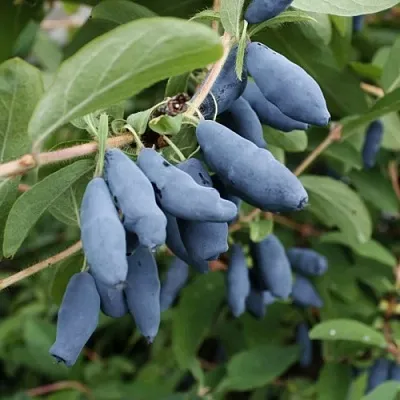 Жимолость съедобная ТОМИ японская  Жимолость съедобная ТОМИ японская в Орле