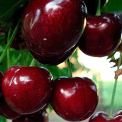 Черешня ВАСИЛИСА  Черешня ВАСИЛИСА в Орле