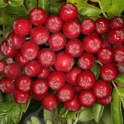 Рябина РУБИНОВАЯ сладкоплодная  Рябина РУБИНОВАЯ сладкоплодная в Орле