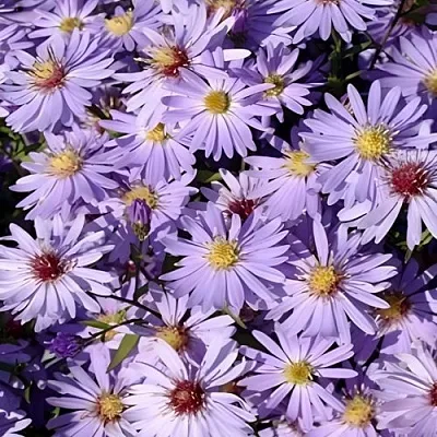 Астра БЛЮ ХЕВЕН сердцелистная  Астра БЛЮ ХЕВЕН сердцелистная в Орле