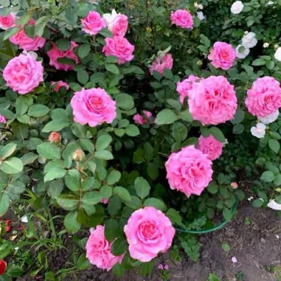 Саженцы роз ЭШЛИ чайно-гибридная — описание сорта Саженцы роз ЭШЛИ чайно-гибридная в Орле