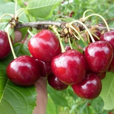 Вишня КОЛОННОВИДНАЯ  Вишня КОЛОННОВИДНАЯ в Орле