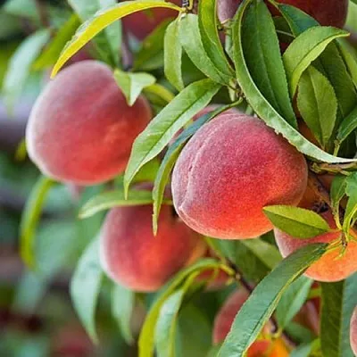 Персик РЭД ХЕВЕН  Персик РЭД ХЕВЕН в Орле