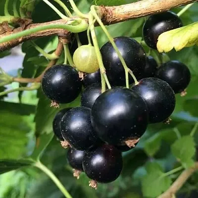 Смородина чёрная ДАБРАДЗЕЯ в Орле