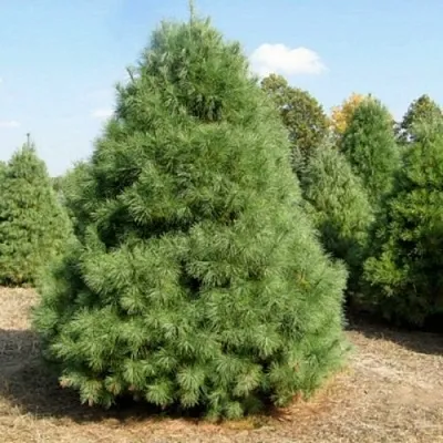 Сосна ВЕЙМУТОВА  Сосна ВЕЙМУТОВА в Орле