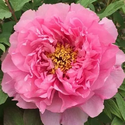 Пион РОЗОВЫЙ ЛОТОС древовидный  Пион РОЗОВЫЙ ЛОТОС древовидный в Орле