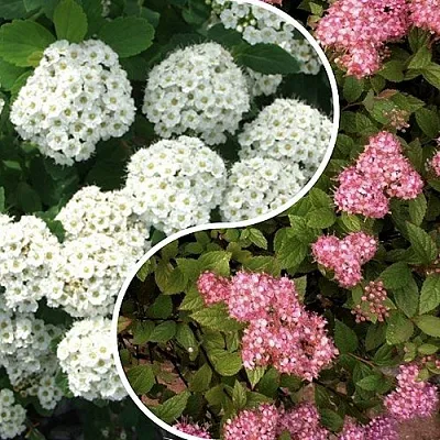 Комплект ТАЛАНТЛИВЫЙ САДОВОД в Орле