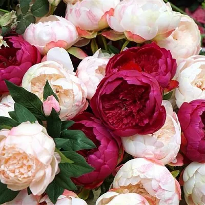 Пионы  Пионы в Орле