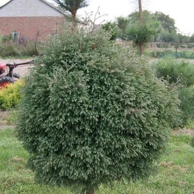 Туя вересковидная  Туя вересковидная в Орле
