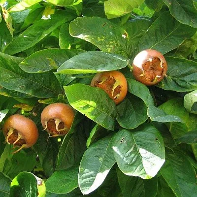 Экзотические растения  Экзотические растения в Орле