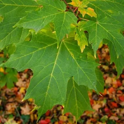 Клен сахарный  Клен сахарный в Орле