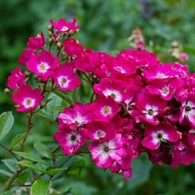 Саженцы роз МАРДЖОРИ ФЕЙР полиантовая  Саженцы роз МАРДЖОРИ ФЕЙР полиантовая в Орле