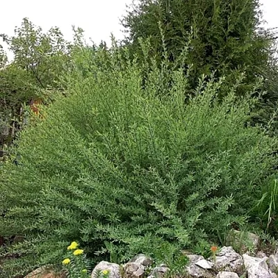 Ива НАНА  пурпурная   Ива НАНА  пурпурная  в Орле