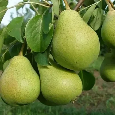 Груша СВЕРДЛОВЧАНКА  Груша СВЕРДЛОВЧАНКА в Орле