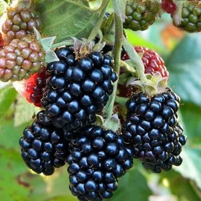 Ежевика ОУАЧИТА бесшипная — описание сорта Ежевика ОУАЧИТА бесшипная в Орле