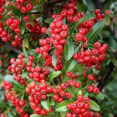 Пираканта РЕД КУИШОН  Пираканта РЕД КУИШОН в Орле