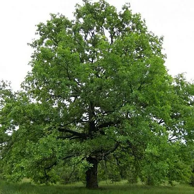 Дуб черешчатый   Дуб черешчатый  в Орле