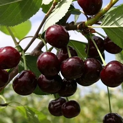 Вишня СВЕРДЛОВЧАНКА степная  Вишня СВЕРДЛОВЧАНКА степная в Орле