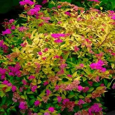 Спирея ГОЛДЕН ПРИНЦЕСС японская  Спирея ГОЛДЕН ПРИНЦЕСС японская в Орле