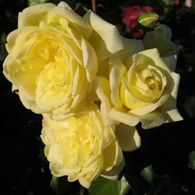 Саженцы роз КАЗИНО плетистая  Саженцы роз КАЗИНО плетистая в Орле