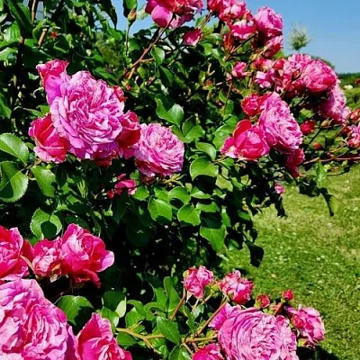 Саженцы роз ИНЕС САСТР плетистая  Саженцы роз ИНЕС САСТР плетистая в Орле