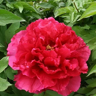 Пион АРОМАТНОЕ ВОСПОМИНАНИЕ древовидный  Пион АРОМАТНОЕ ВОСПОМИНАНИЕ древовидный в Орле