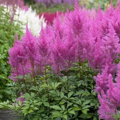 Астильба АМЕТИСТ Арендса  Астильба АМЕТИСТ Арендса в Орле