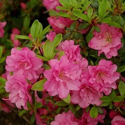 Азалия РОЗИНЕТТА японская  Азалия РОЗИНЕТТА японская в Орле