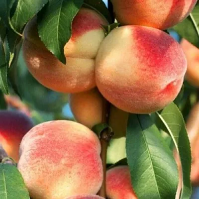 Персик ЛОЙКО 2  Персик ЛОЙКО 2 в Орле